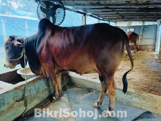 কুরবানীর পশু গরু